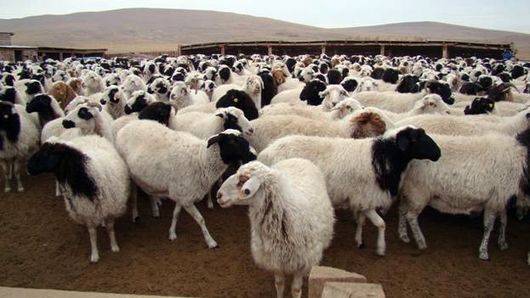 Фото 3. Овцы романовский дорпер гиссарские с доставкой