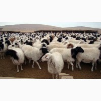 Овцы романовский дорпер гиссарские с доставкой