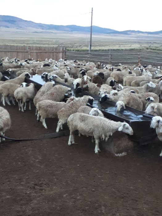 Фото 4. Овцы романовский дорпер гиссарские с доставкой