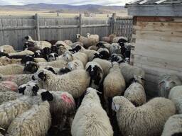 Фото 5. Овцы романовский дорпер гиссарские с доставкой
