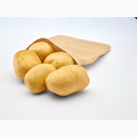 Продажа семенного картофеля из России