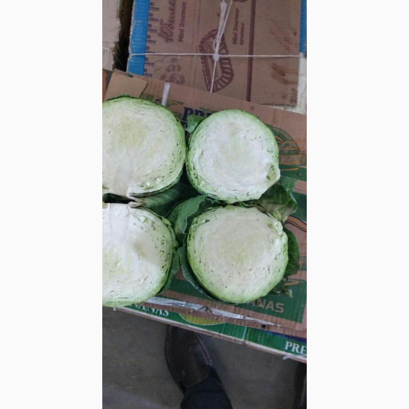Фото 3. Оптовые поставки свежих овощей из Узбекистана