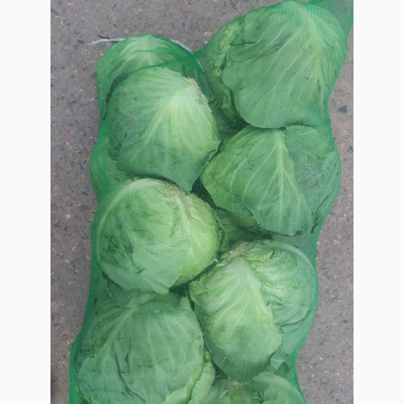 Фото 4. Оптовые поставки свежих овощей из Узбекистана