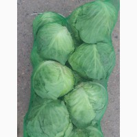 Оптовые поставки свежих овощей из Узбекистана
