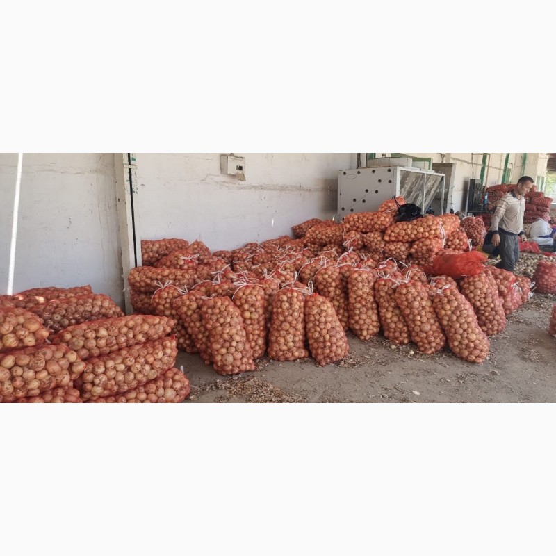 Фото 7. Продам молодой чеснок и другие молодые овощи от производителя. С 20 тонн