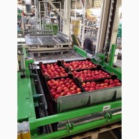 Яблоки от польского производителя