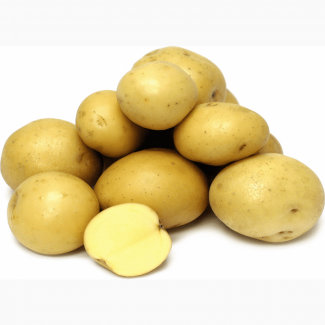 Картофель качественный сорт Гала
