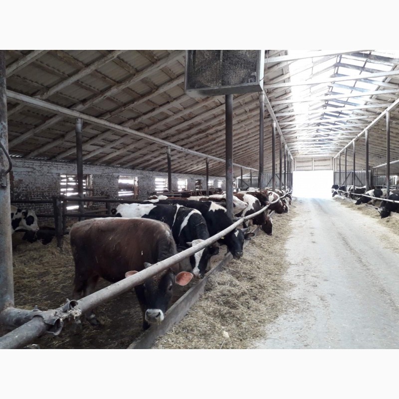 Фото 15. Продам быков, телок, нетелей, тельных коров