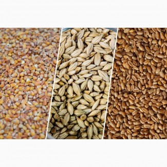 Казахстанская пшеница