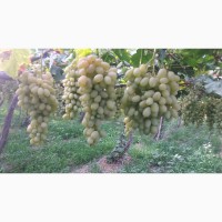 ООО Bilol Agro Fruits продает виноград из собственного сада