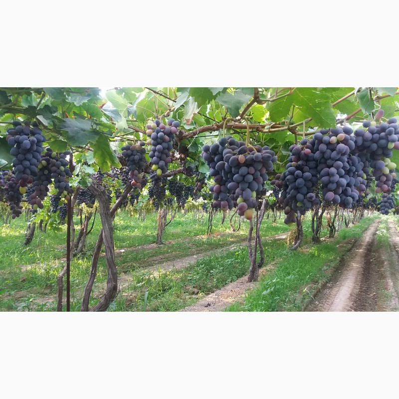 Фото 2. ООО Bilol Agro Fruits продает виноград из собственного сада