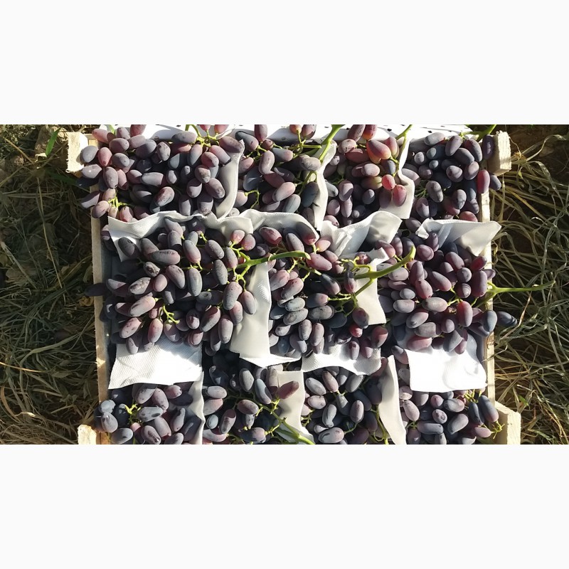 Фото 3. ООО Bilol Agro Fruits продает виноград из собственного сада