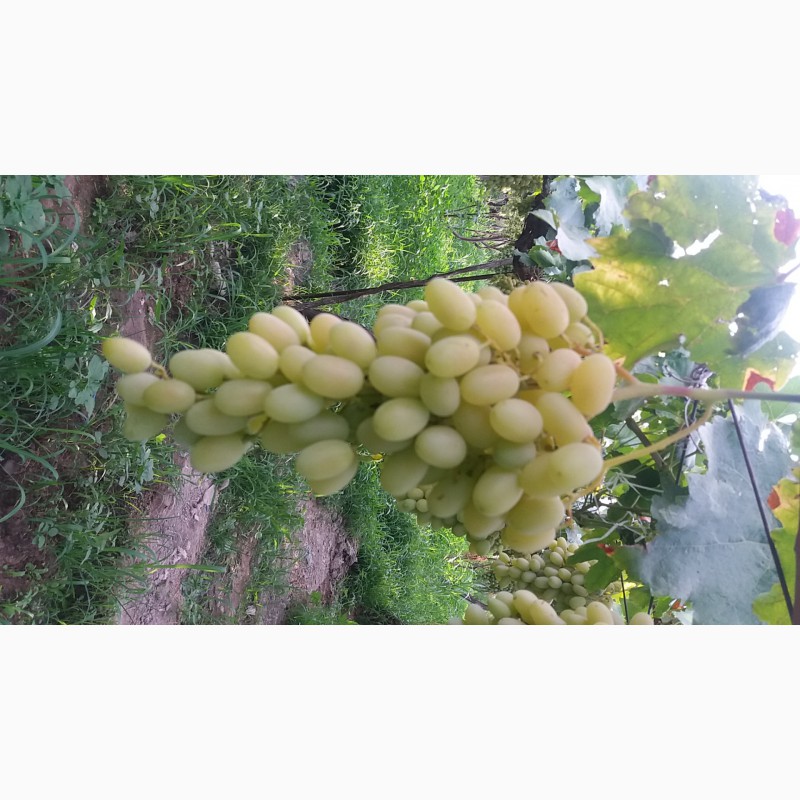 Фото 4. ООО Bilol Agro Fruits продает виноград из собственного сада