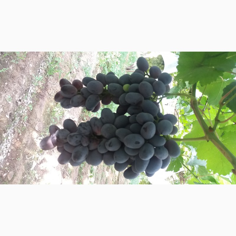 Фото 5. ООО Bilol Agro Fruits продает виноград из собственного сада
