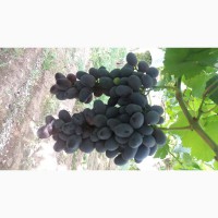 ООО Bilol Agro Fruits продает виноград из собственного сада