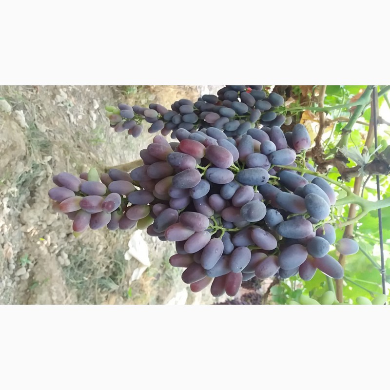 Фото 6. ООО Bilol Agro Fruits продает виноград из собственного сада