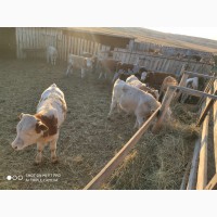 Коровы и быки из России
