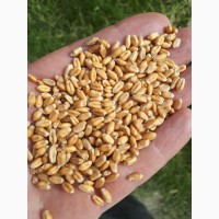 Пшеница на пищевые цели, урожай 2021 года