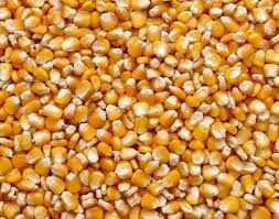Продам кукурузу с Кыргызстана