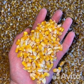 Фото 3. Продам кукурузу с Кыргызстана