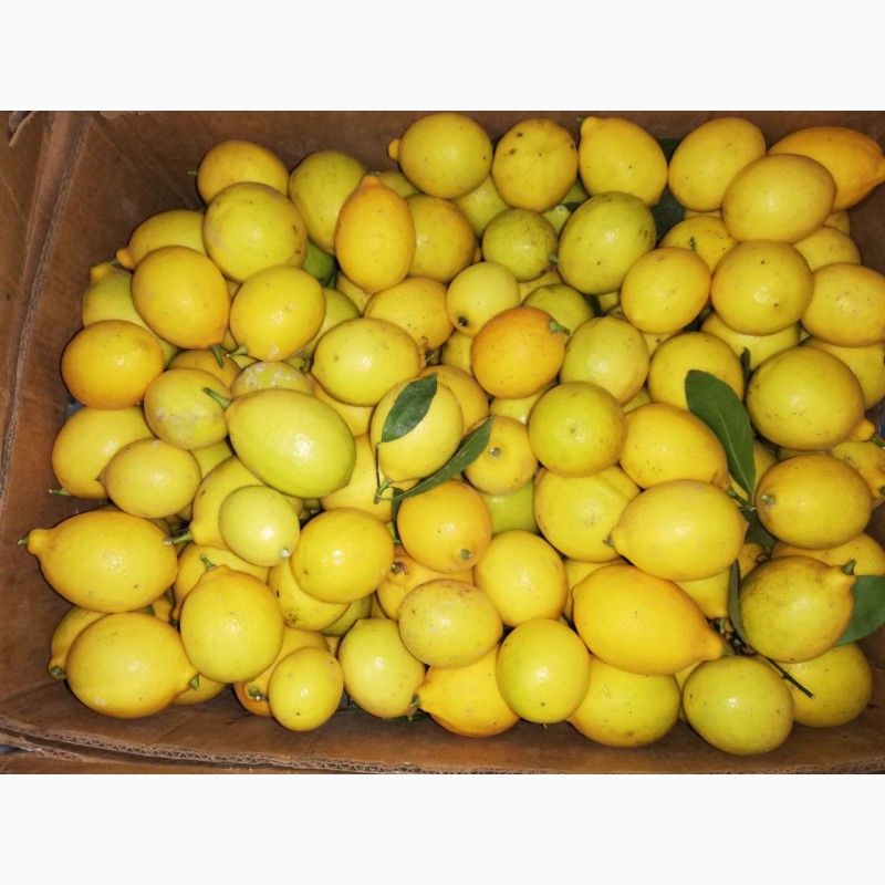 Фото 2. Лимон, lemon