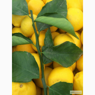 Продажа свежих лимонов