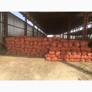 Продам лук Оптом 300 тонн