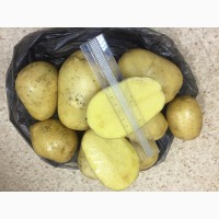 Картофель молодой с доставкой в Узбекистин