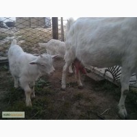 Продаются козы дойные