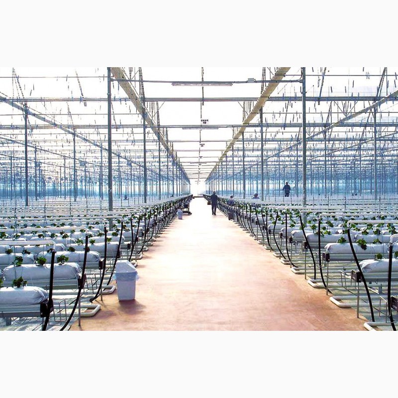 Фото 6. OSC Royal Greenhouses - Европейские теплицы Под Ключ