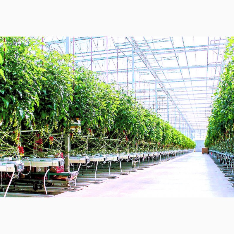 Фото 7. OSC Royal Greenhouses - Европейские теплицы Под Ключ