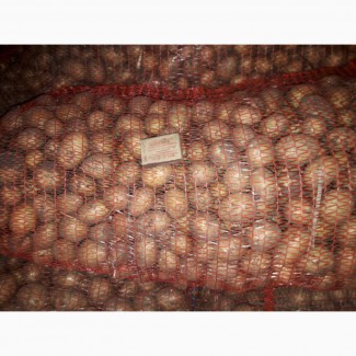 Картофель семенной полтарашка