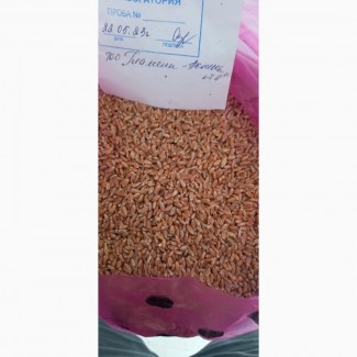 Пшеница 3-класс, Казахстан, цена 328 долларов за тонну