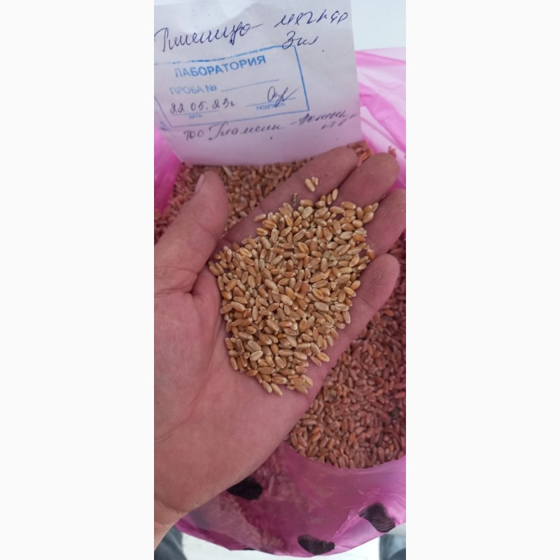 Фото 2. Пшеница 3-класс, Казахстан, цена 328 долларов за тонну