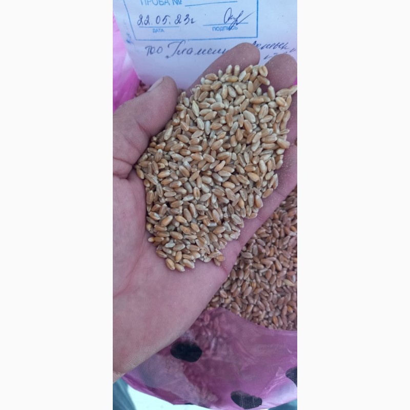 Фото 3. Пшеница 3-класс, Казахстан, цена 328 долларов за тонну