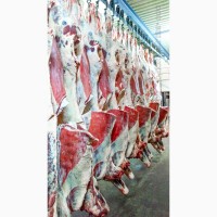 Продаем говядину Беларусь охлажденная и замороженная (бык, корова), ХАЛЯЛЬ с доставкой