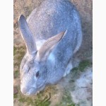 Продается кролики: самки и самцы