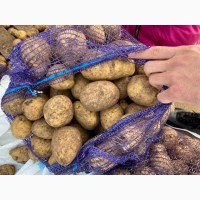 Картофель оптом из Казахстана
