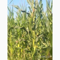Срочно продается кукуруза на силос высота 2, 5 - 3 метра американский сорт