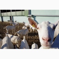 Предлагаем племенных зааненских коз из Сербии