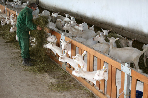 Фото 5. Предлагаем племенных зааненских коз из Сербии