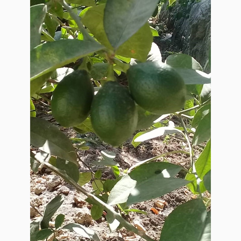 Фото 2. Экспорт лимона с Республики Кыргызстан