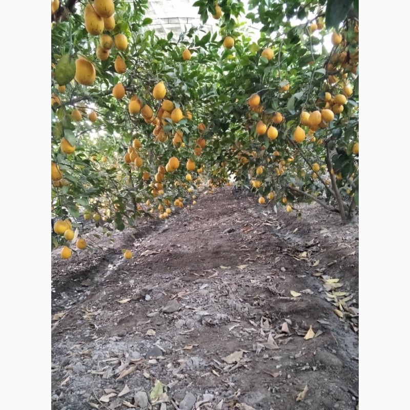 Фото 3. Экспорт лимона с Республики Кыргызстан