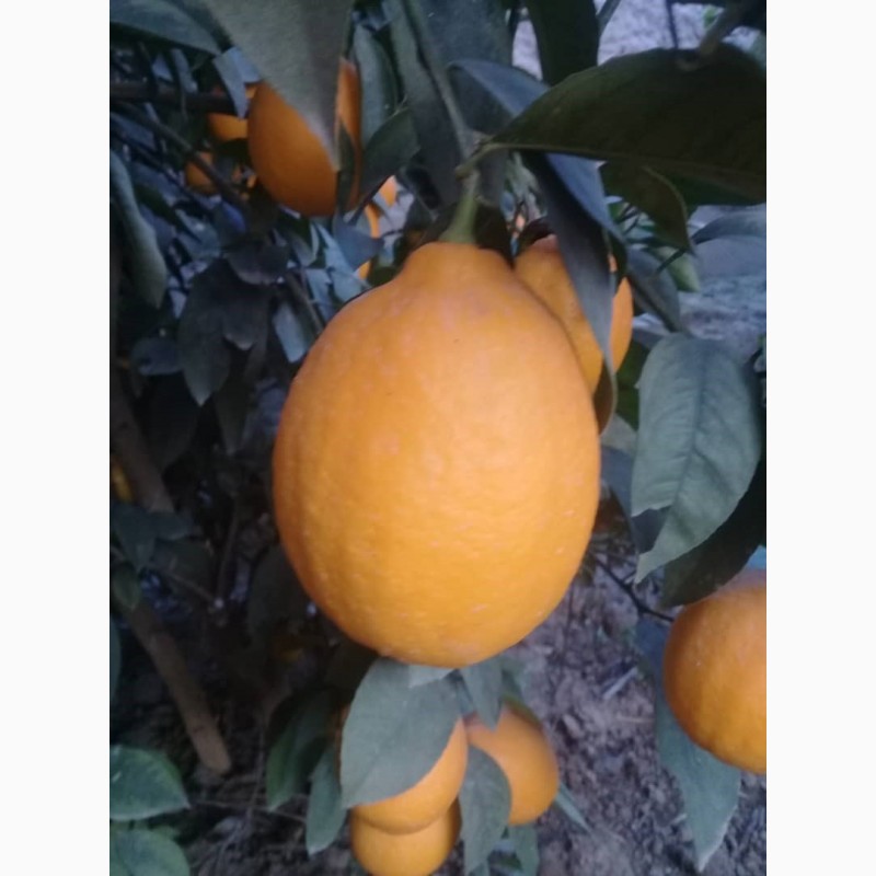 Фото 4. Экспорт лимона с Республики Кыргызстан