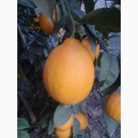 Экспорт лимона с Республики Кыргызстан