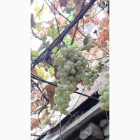 Виноград оптом ( винные сорта ) Изабелла