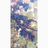 Виноград оптом ( винные сорта ) Изабелла