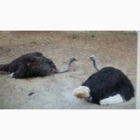 Купить страусов из Ирана оптом