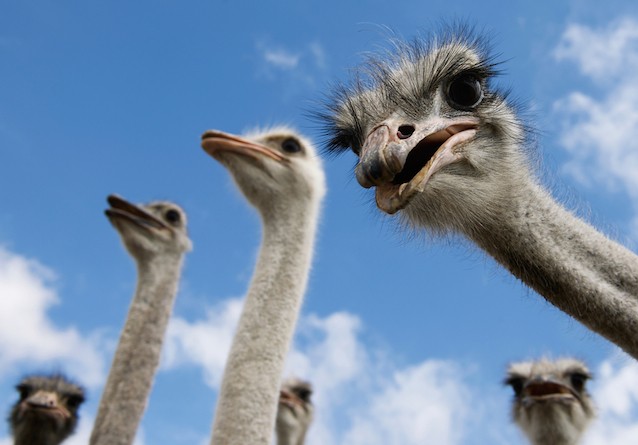 Фото 3. Купить страусов из Ирана оптом