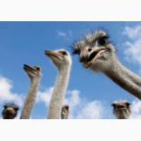 Купить страусов из Ирана оптом